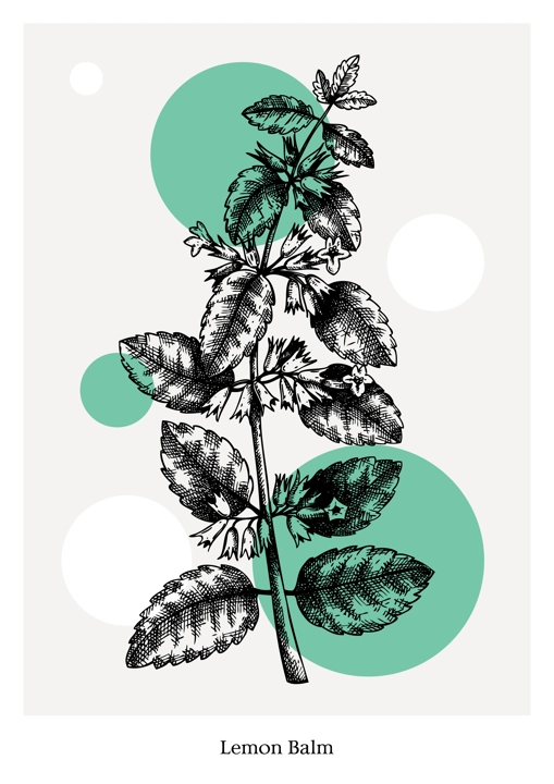 Hand-sketched Lemon balm with flowers and leaves illustration. Perfumery, cosmetics, herbal tea packaging design element. Hand drawn Lemon balm sketch isolated on vintage background. 